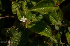 Clidemia hirta